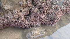 Vermetoidea