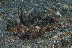 Dactylopus dactylopus