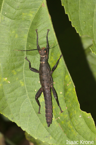 Theramenes olivaceus