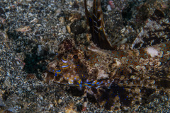 Dactylopus dactylopus