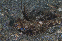 Dactylopus dactylopus