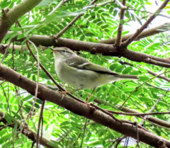 Phylloscopus inornatus