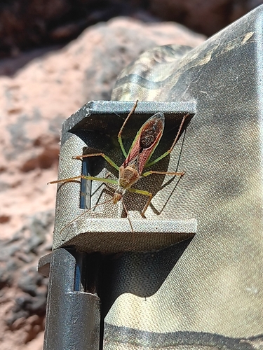 Leafhopper Assassin Bug photo 5