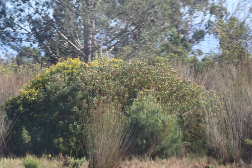Image of Leucospermum muirii by (c) Tony Rebelo, some rights reserved (CC BY-SA)