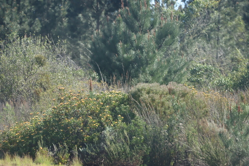 Image of Leucospermum muirii by (c) Tony Rebelo, some rights reserved (CC BY-SA)