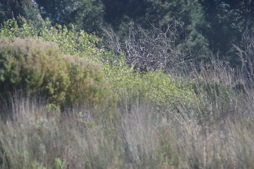 Image of Leucadendron galpinii by (c) Tony Rebelo, some rights reserved (CC BY-SA)