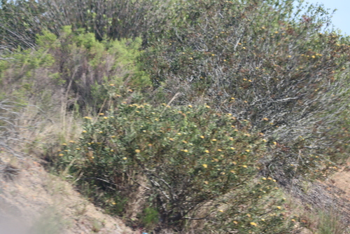 Image of Leucospermum muirii by (c) Tony Rebelo, some rights reserved (CC BY-SA)