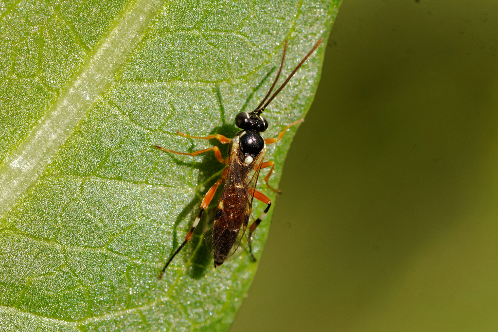 Hover Fly Parasitoid Wasps