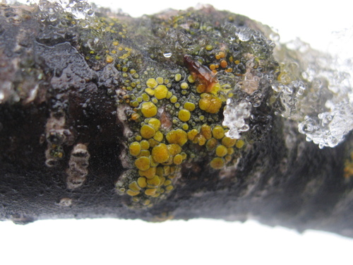 Fused Rim Lichen