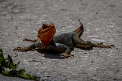 Agama picticauda image