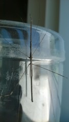 Emesaya brevipennis occidentalis