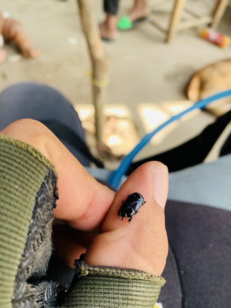 Clown beetle