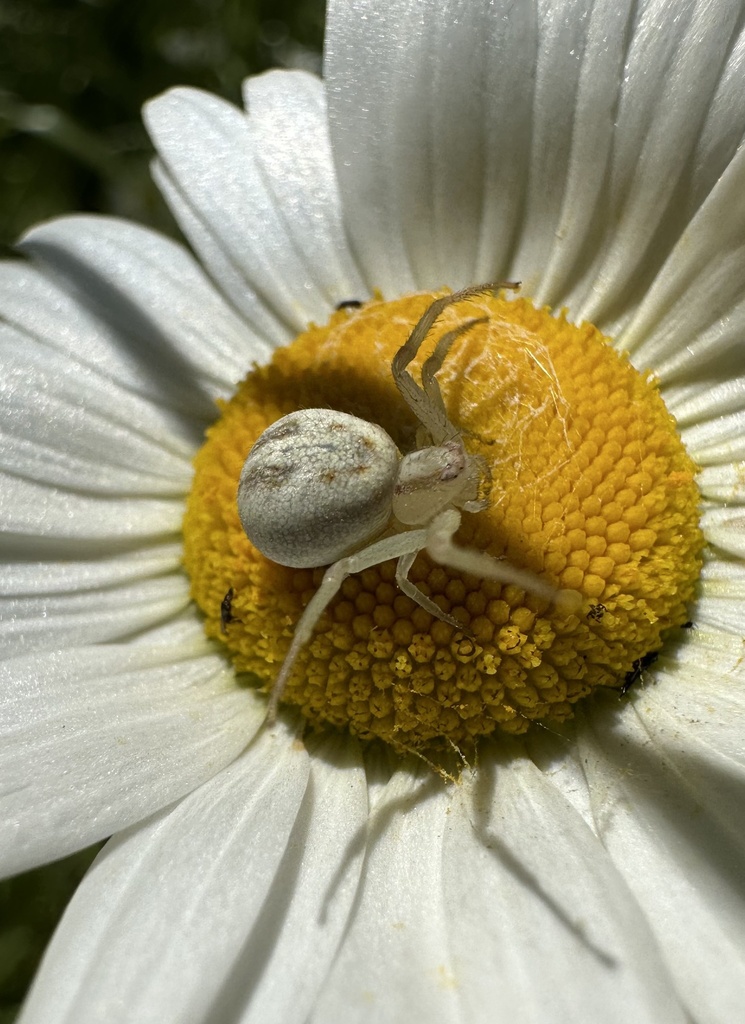 Misumenops temibilis