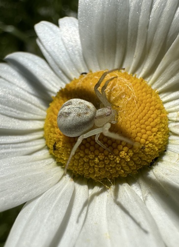 Misumenops temibilis