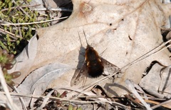 Bombylius discolor