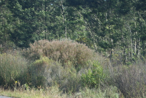 Image of Leucadendron galpinii by (c) Tony Rebelo, some rights reserved (CC BY-SA)