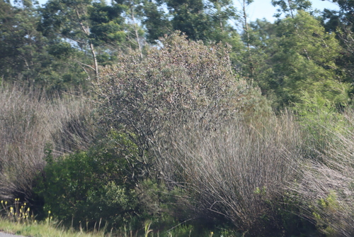 Image of Leucadendron galpinii by (c) Tony Rebelo, some rights reserved (CC BY-SA)