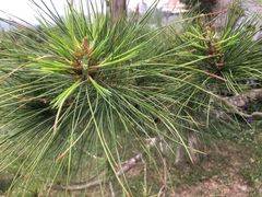 Pinus morrisonicola