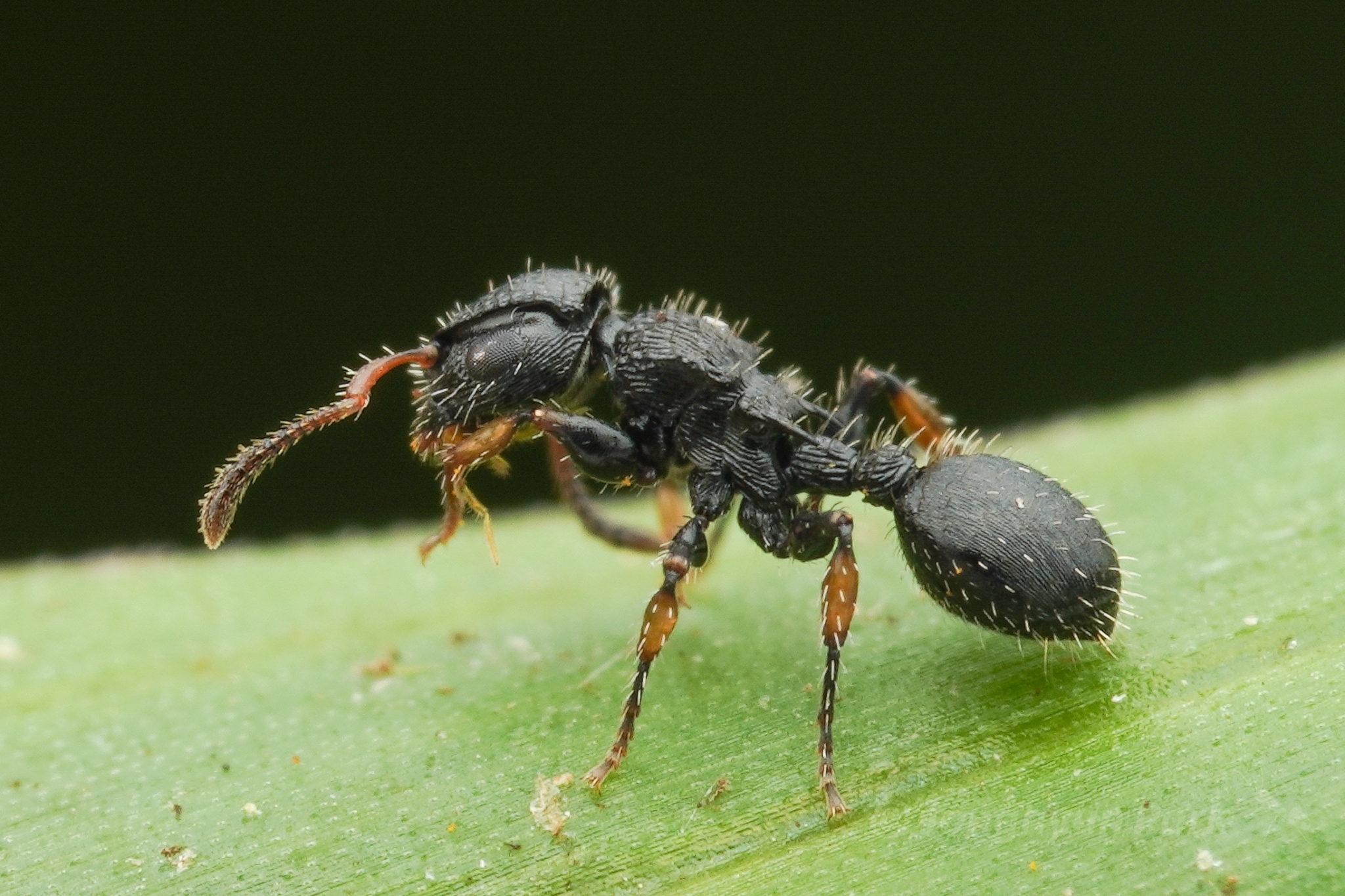 Procryptocerus pictipes