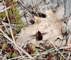 Bombylius discolor