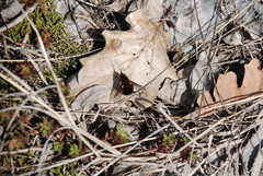 Bombylius discolor