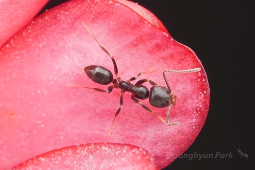 Linepithema neotropicumLinepithema neotropicum