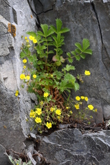 Potentilla ancistrifolia
