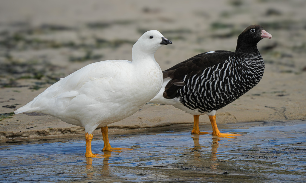 Kelp Goose photo