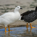 Kelp Goose - Photo (c) Brendan Murtha, some rights reserved (CC BY-NC), uploaded by Brendan Murtha