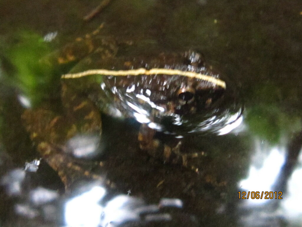 Koh Chang Wart Frog