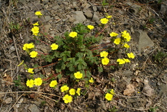 Potentilla ancistrifolia