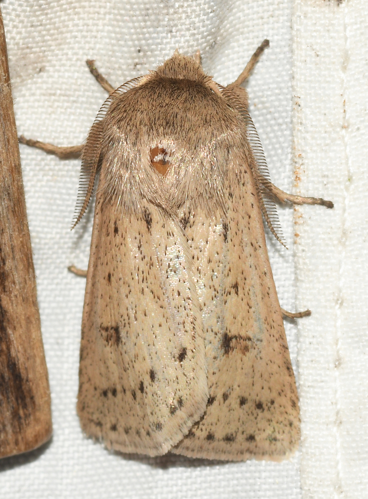 Praina deeringi