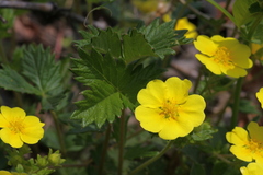 Potentilla ancistrifolia