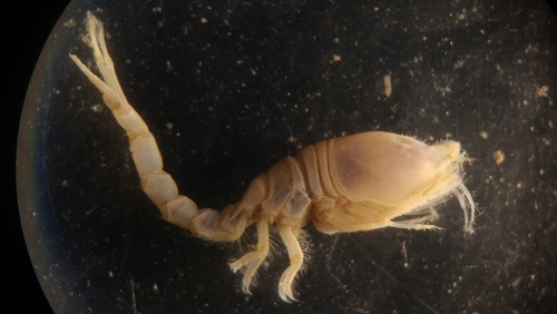 Representative image of Diastylidae