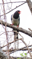 Urocissa erythroryncha