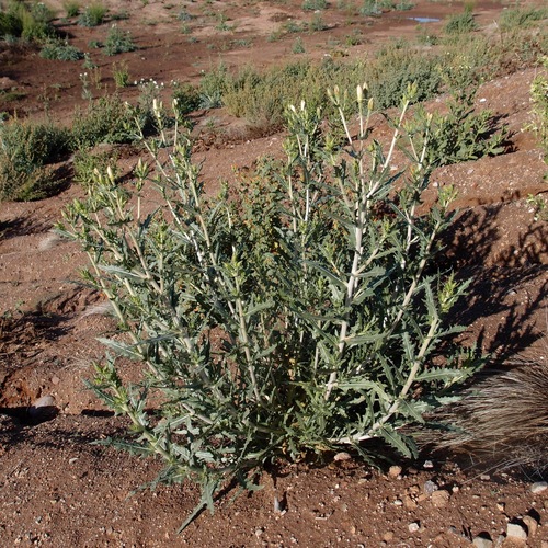 Image of Mentzelia longiloba by (c) Sue Carnahan, some rights reserved (CC BY)