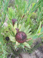Leucadendron elimense vyeboomense