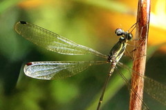 Ecchlorolestes nylephtha