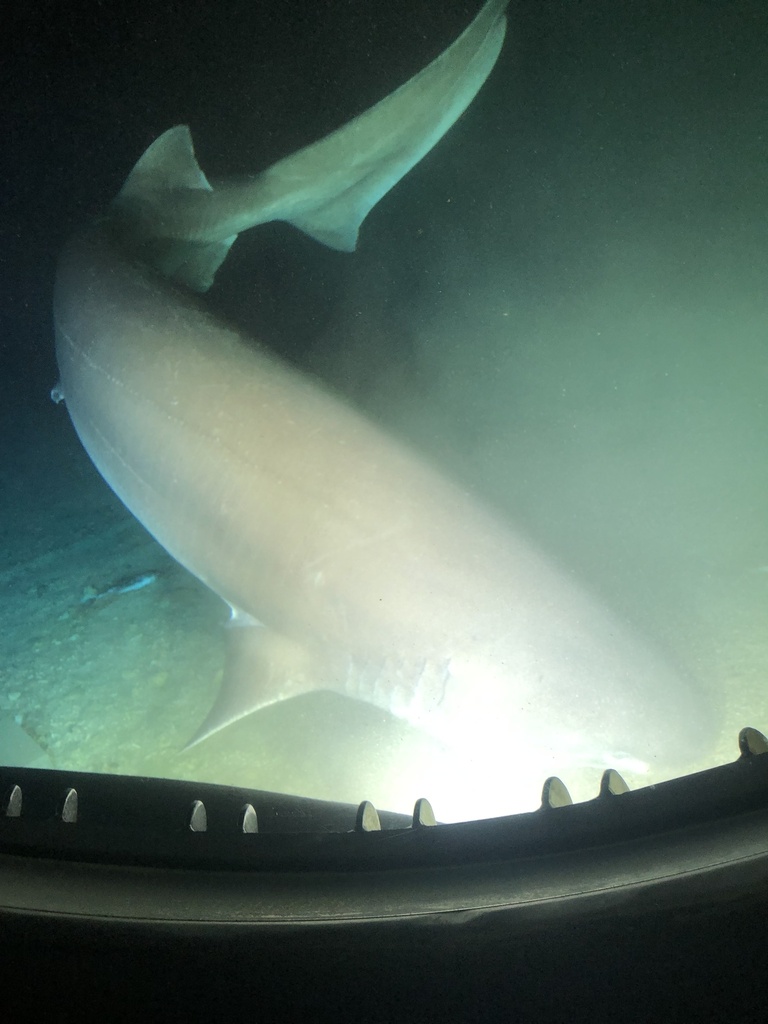 Bluntnose Sixgill Shark