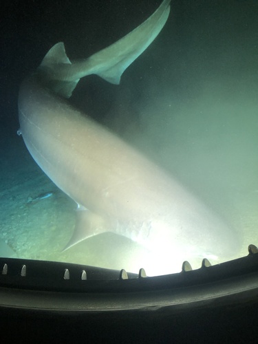 Bluntnose Sixgill Shark (Hexanchus griseus), a species recorded in Washington