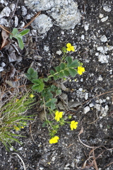 Potentilla ancistrifolia