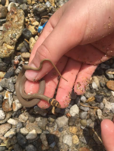 Ring-Headed Dwarf Snake