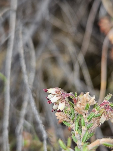 Spiderweb Heath (Erica arachnocalyx)