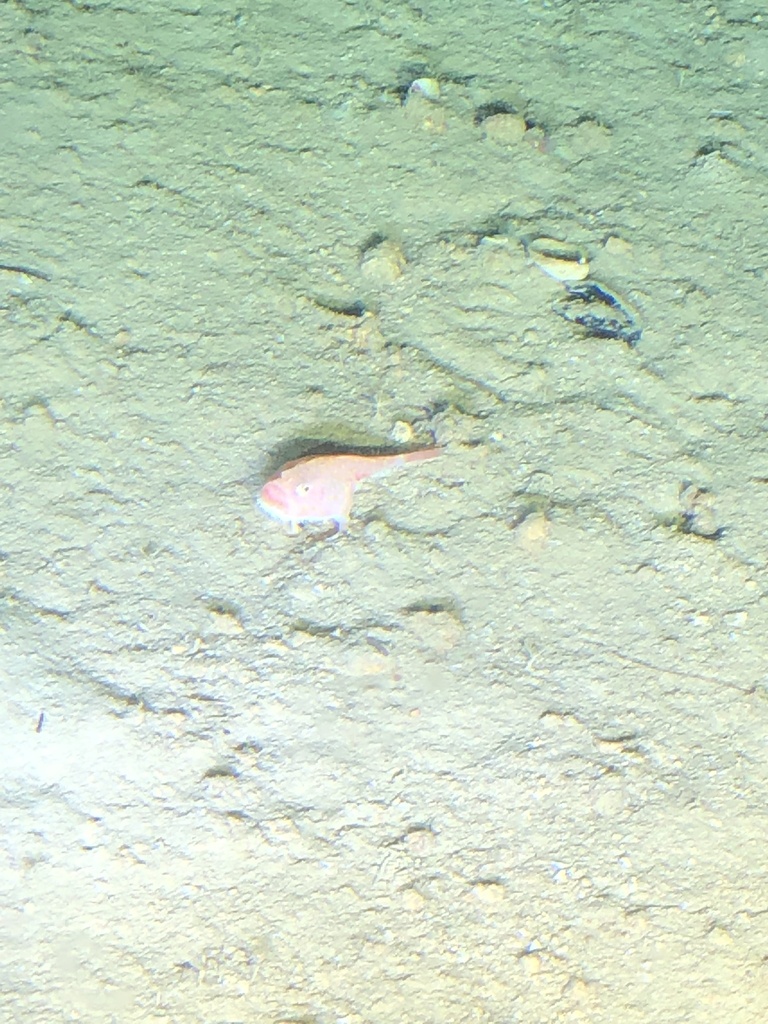 Suttkus Sea Toad