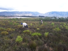 Leucadendron elimense vyeboomense