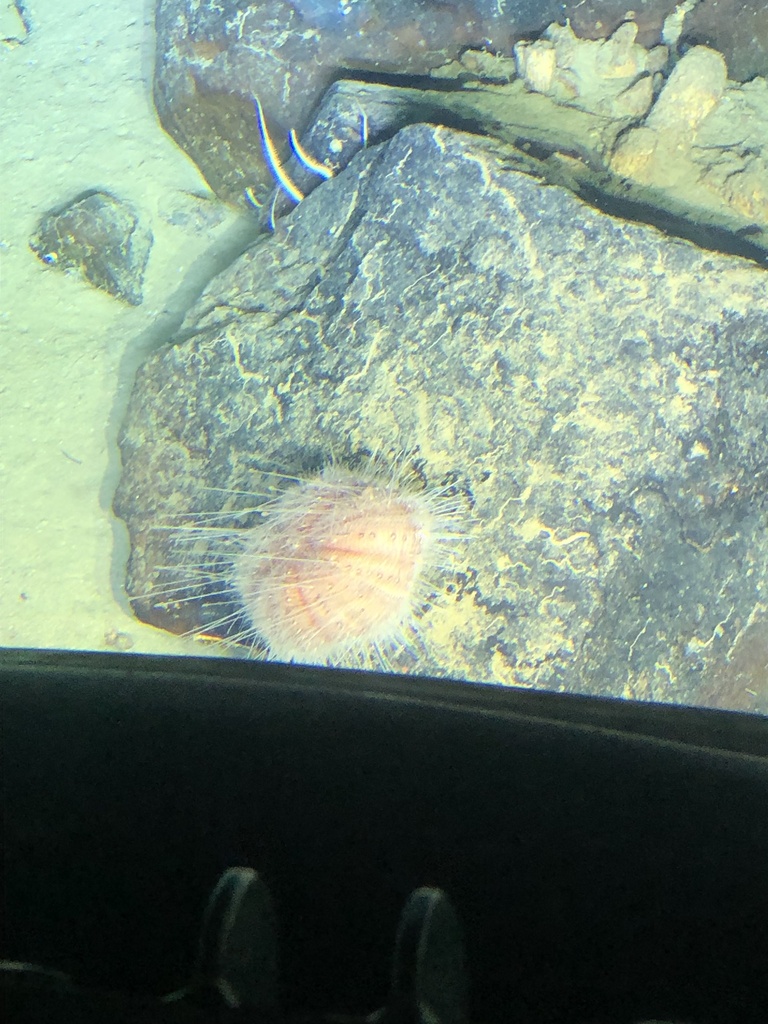Araeosoma fenestratum