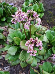 Bergenia
