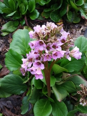 Bergenia