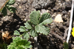 Potentilla ancistrifolia