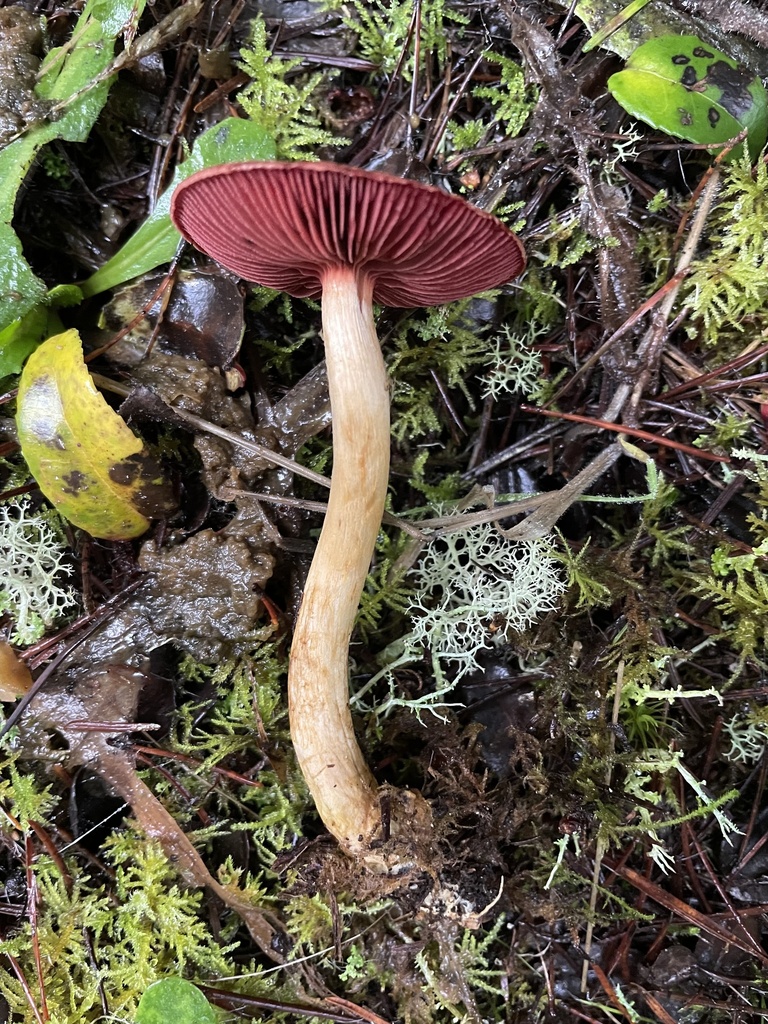 Cortinarius smithii in December 2021 by Joann Olson · iNaturalist